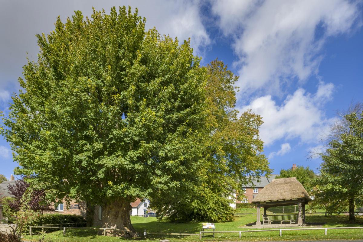 An AI generated image of a social media avatar for 'The Burntwood Martyr'